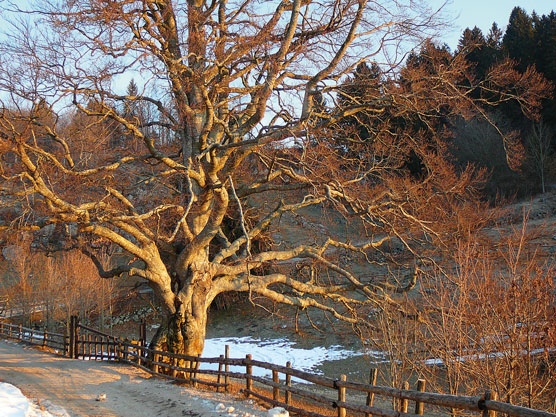 Flora del Veneto, Erbezzo (Vr), località Malga Maso, Faggio secolare della Madonnina.